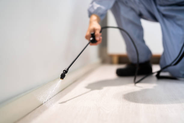 Licensed Ant Control service in Chapel Hill, NC - Nex Pest Control